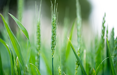 附加價值 附加價值